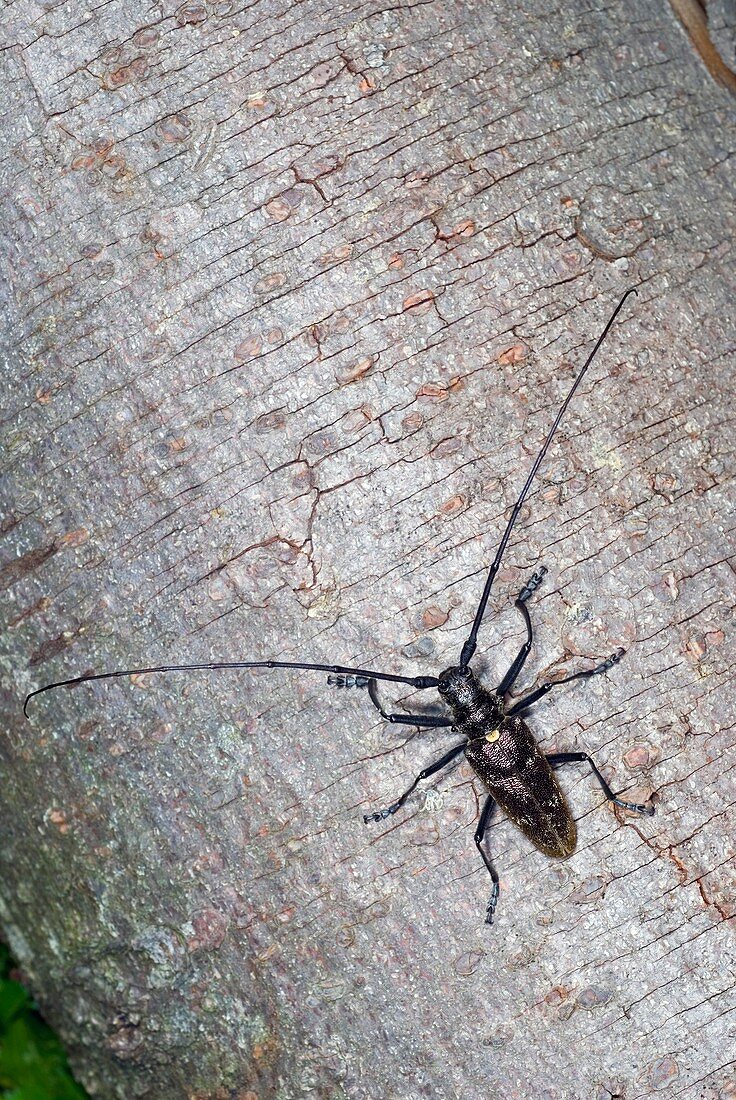 Sawyer beetle on a tree trunk
