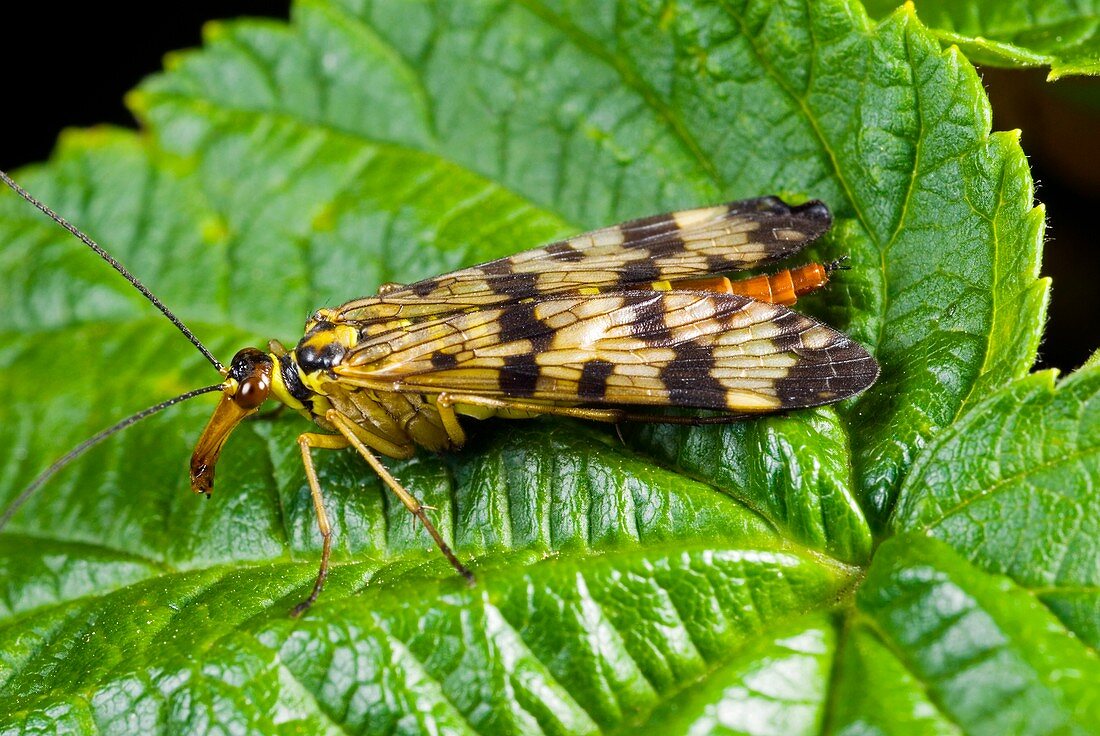 Common scorpionfly on a leaf