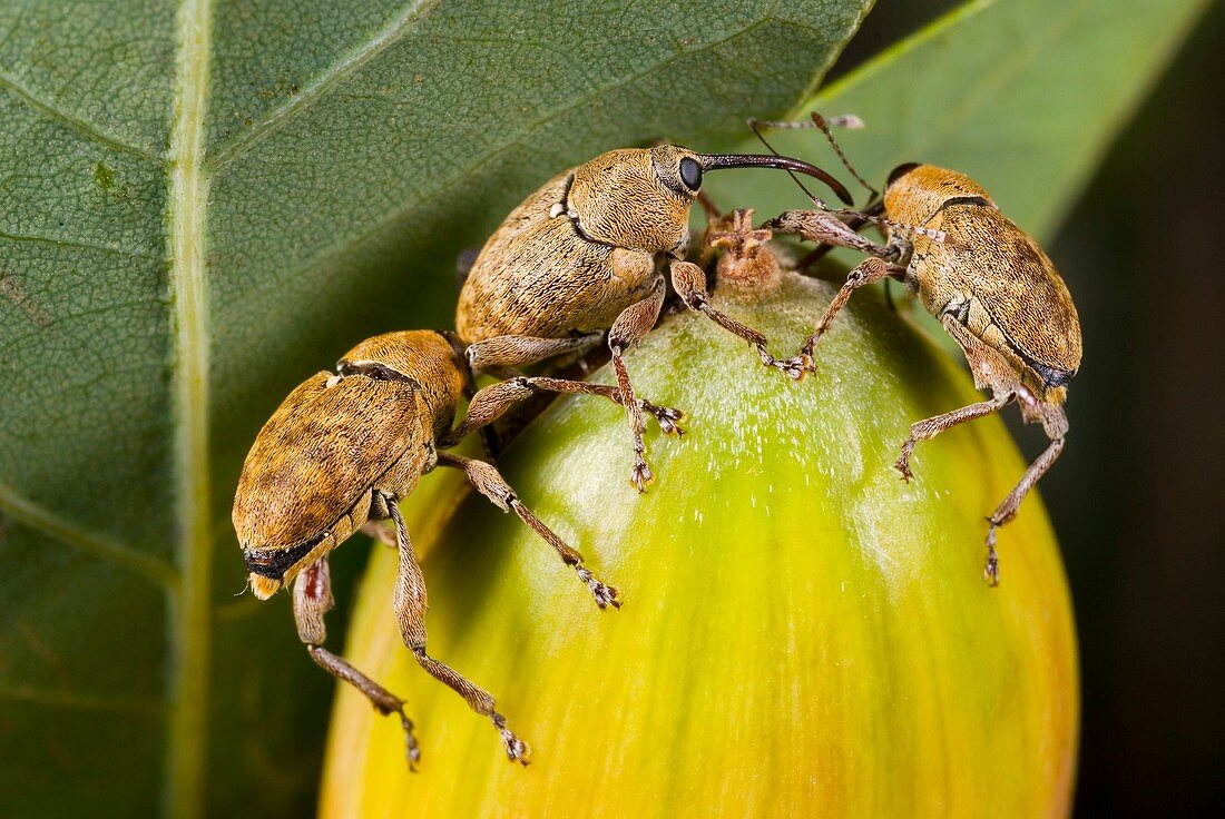 Acorn weevils on an acorn