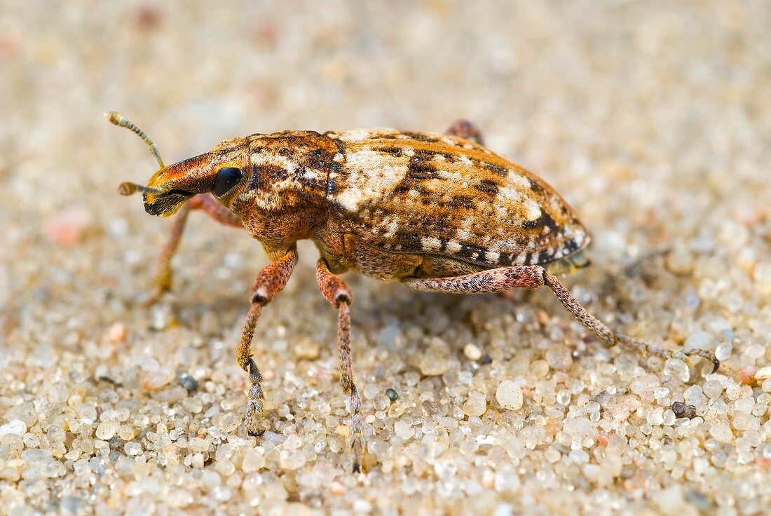 Weevil on sand