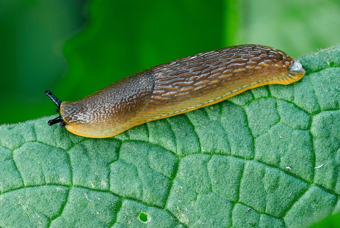 Common black slug on a leaf