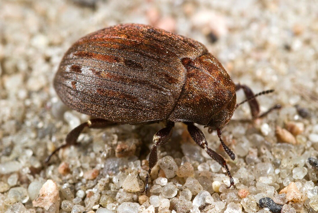 Common pill beetle
