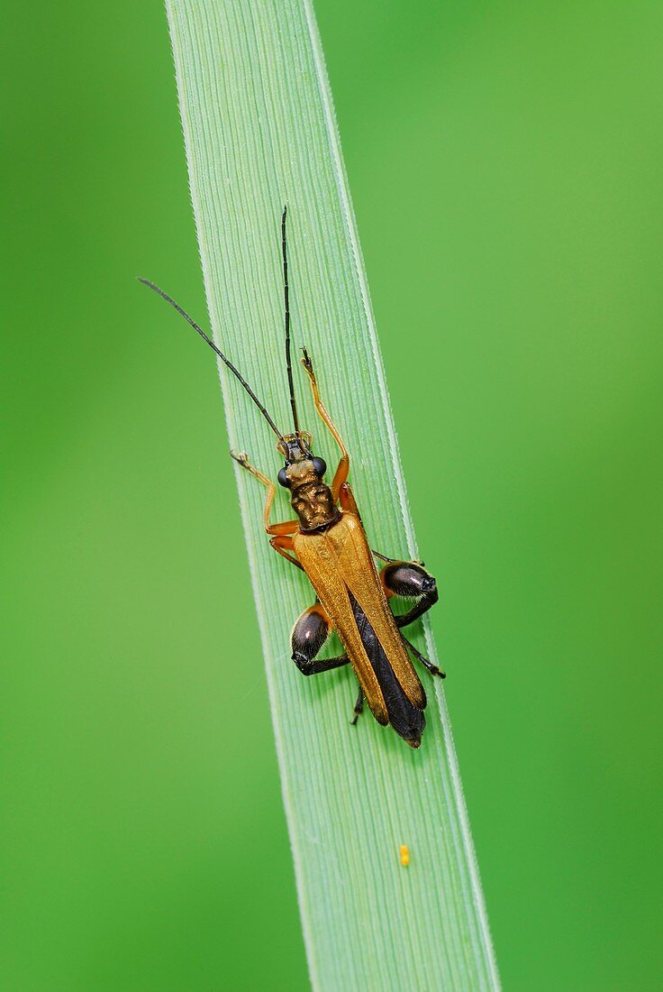 False blister beetle