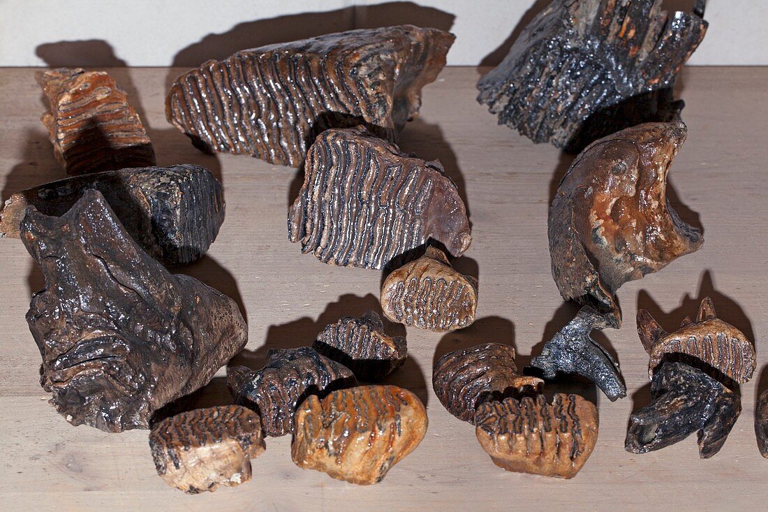 Mammoth tooth fossils