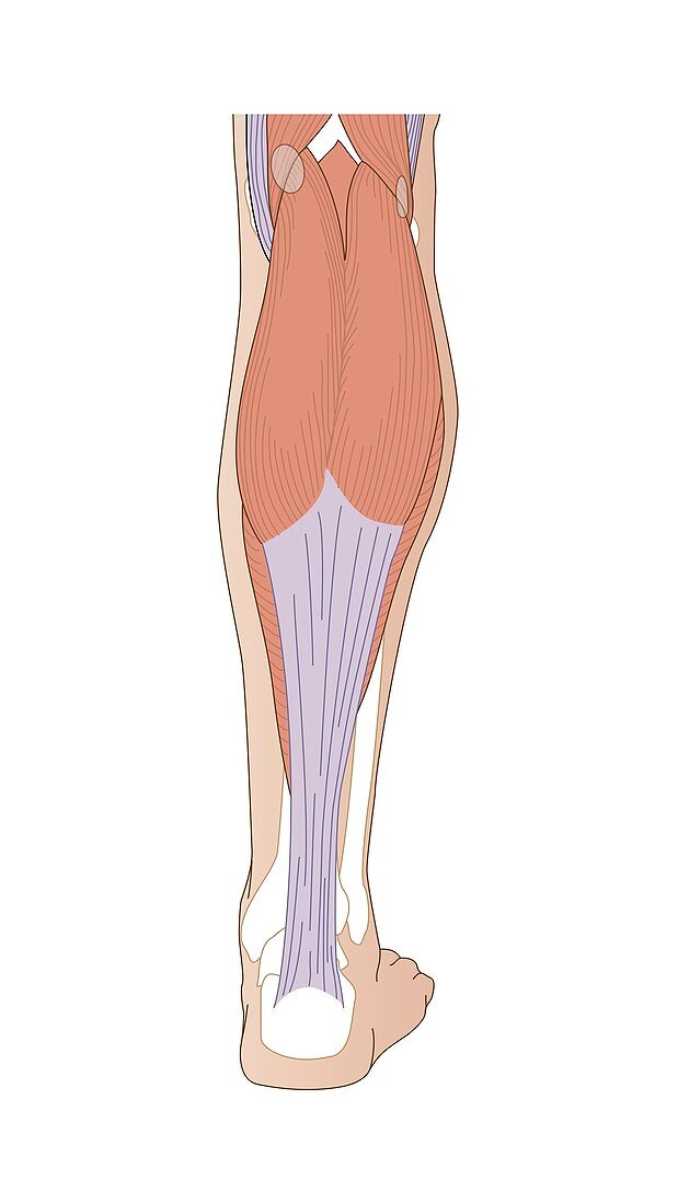 Lower leg anatomy,artwork