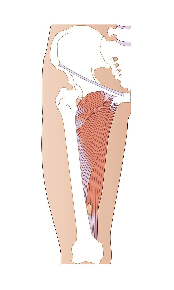 Adductor muscles,artwork