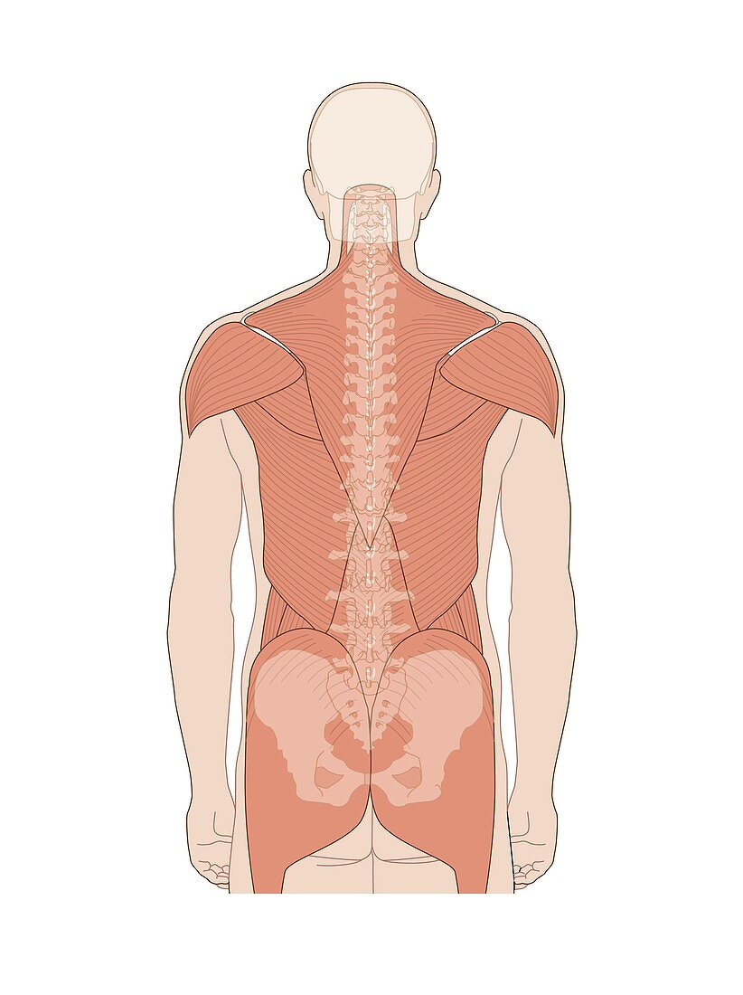 Back muscles,anatomical artwork