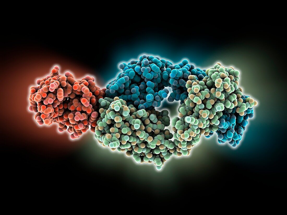 Antibody fragment-lysozyme complex