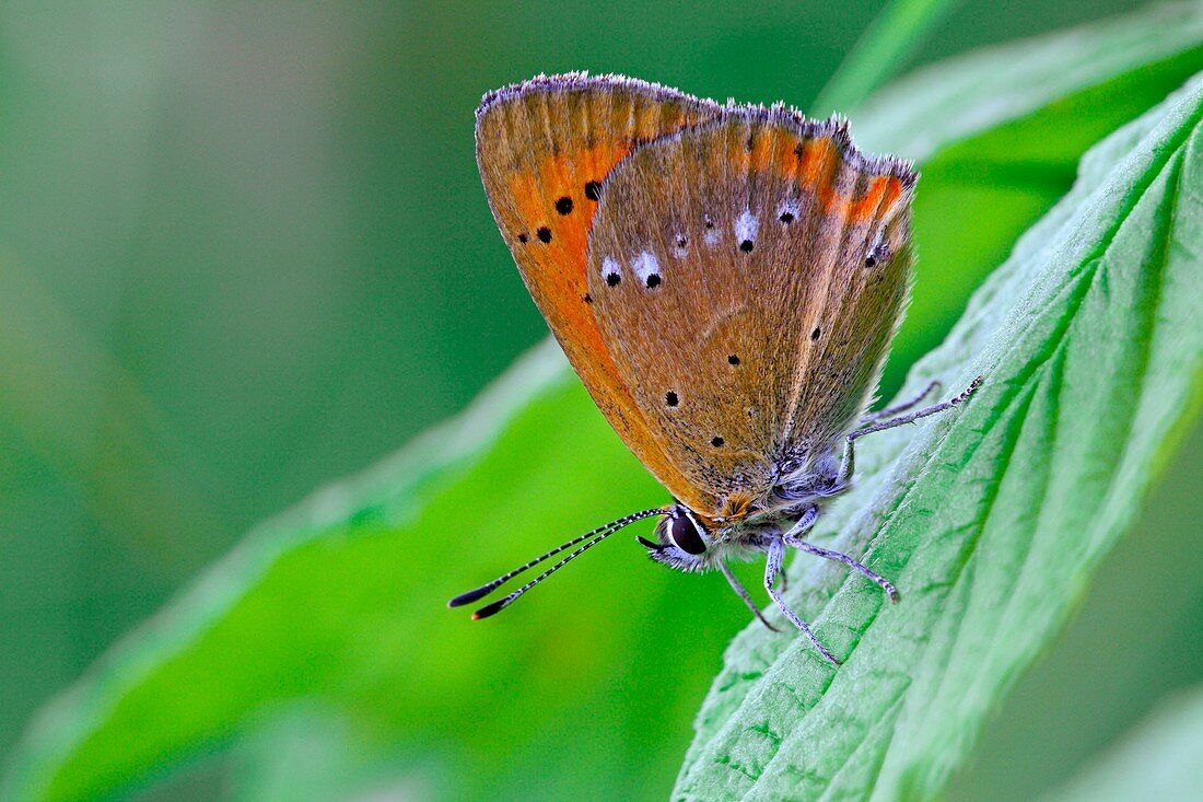 Scarce copper butterfly