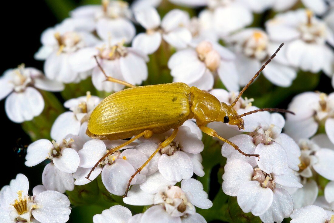 Comb-clawed beetle