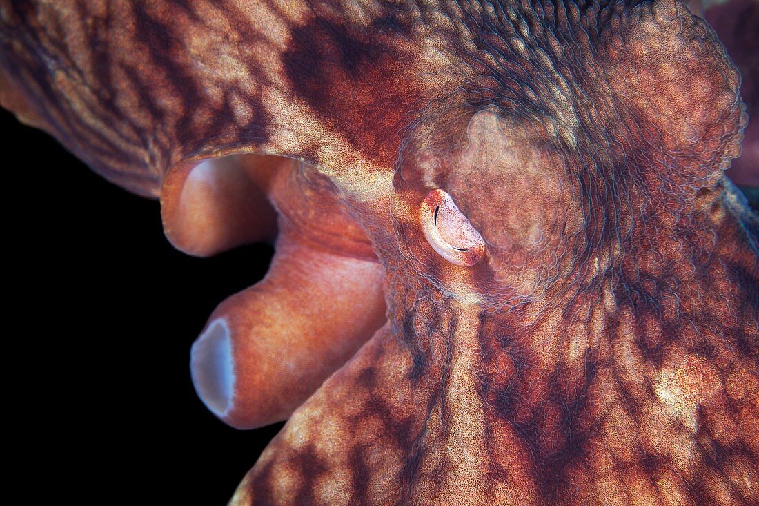 Octopus,close up