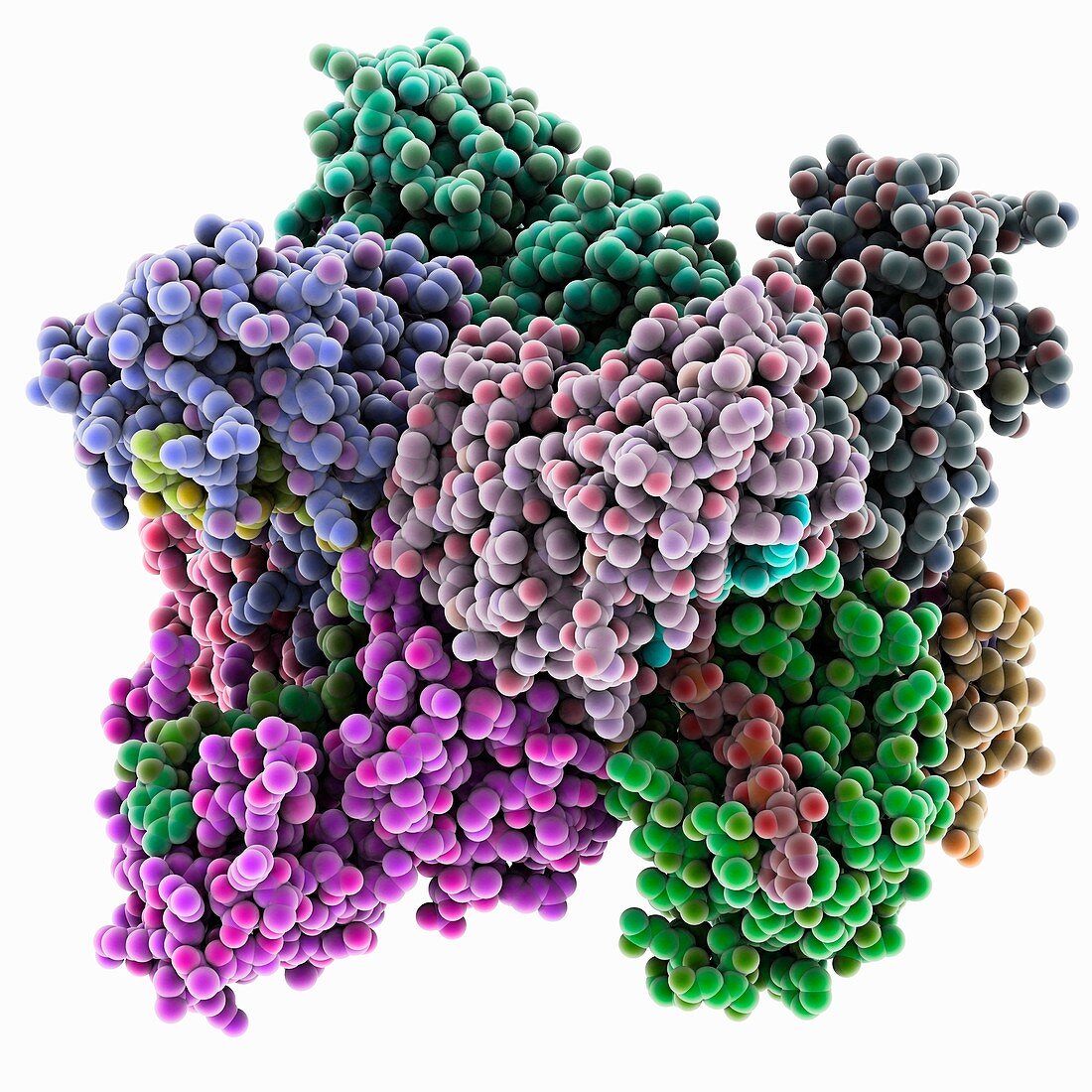 Poly(A)-binding protein and RNA complex