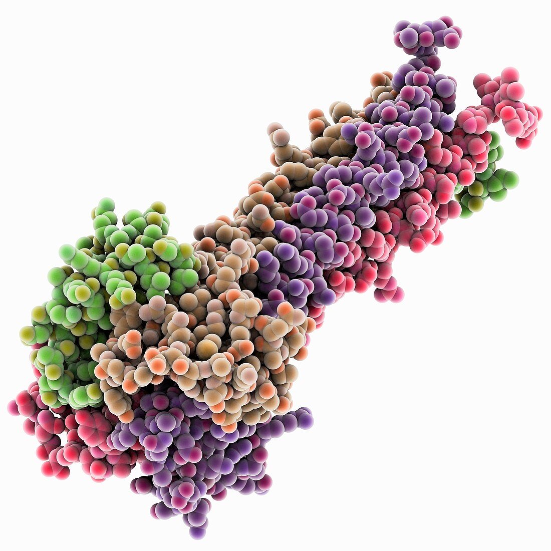 Sendai virus phosphoprotein