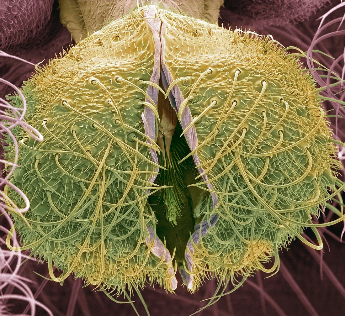 Midge mouthparts,SEM