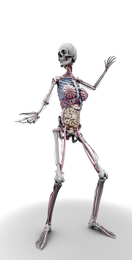 Female skeleton and organs,artwork