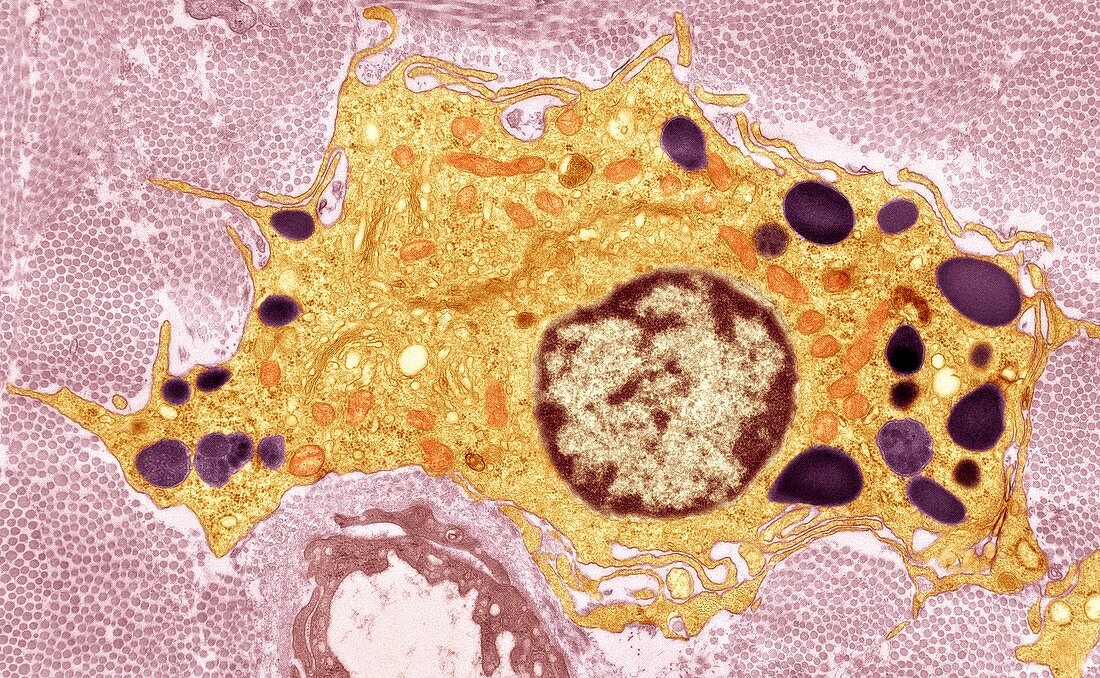Macrophage white blood cell,TEM