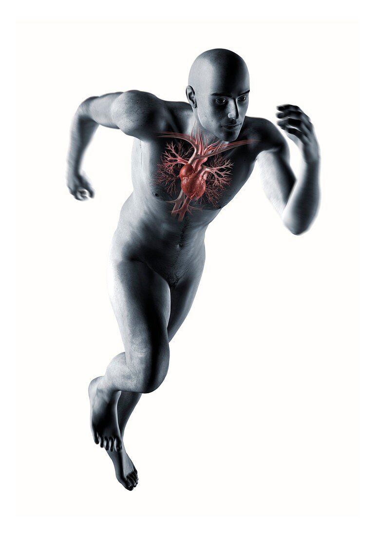 Runner's anatomy,artwork