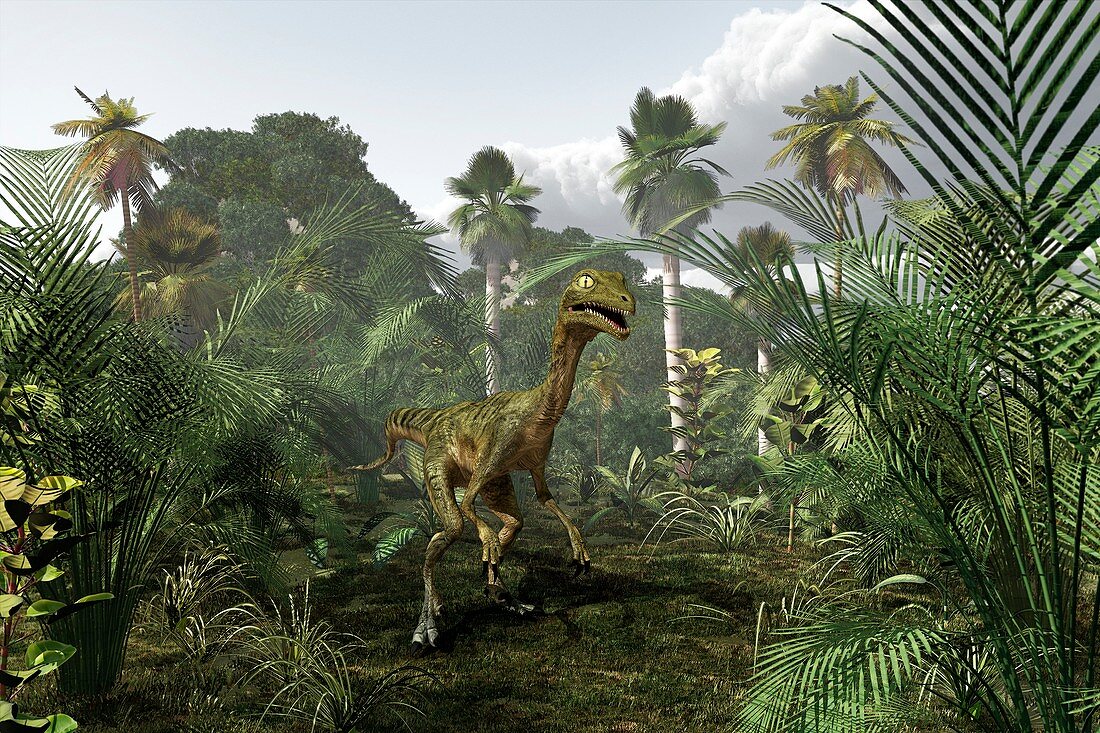 Troodon dinosaur