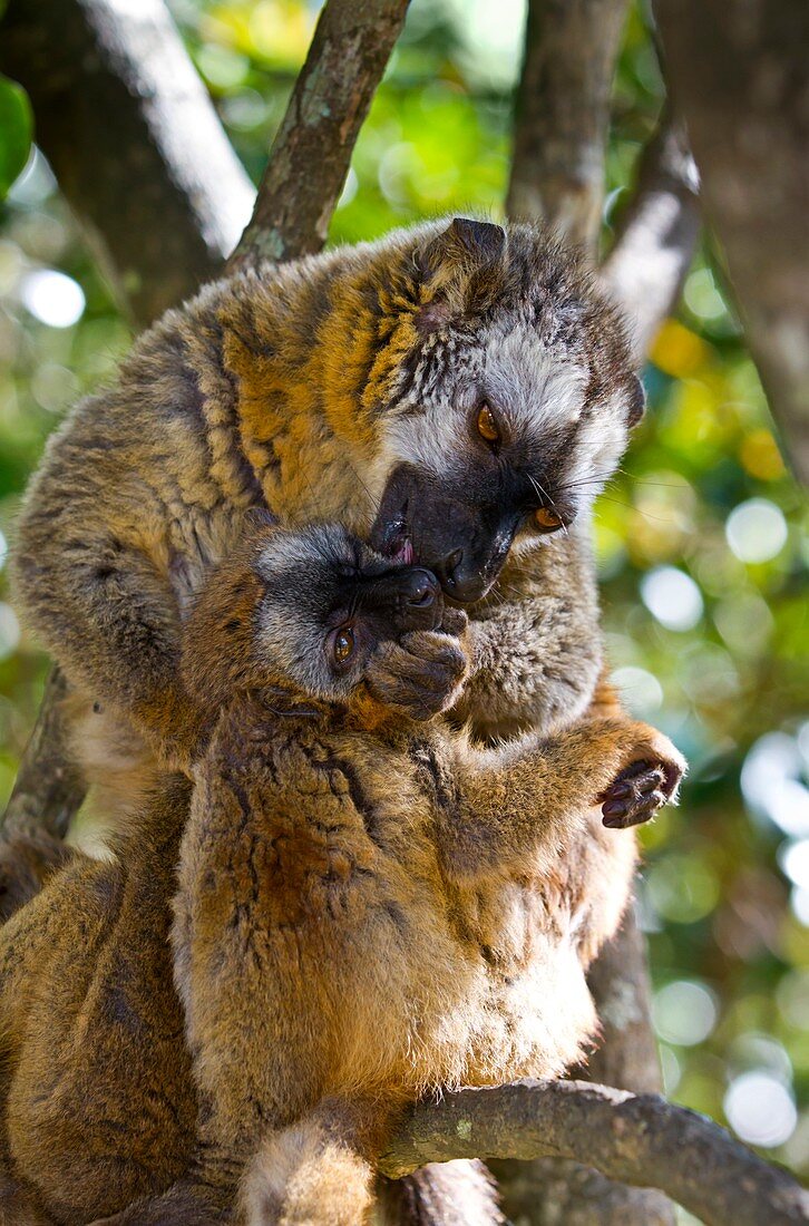 Common brown lemurs