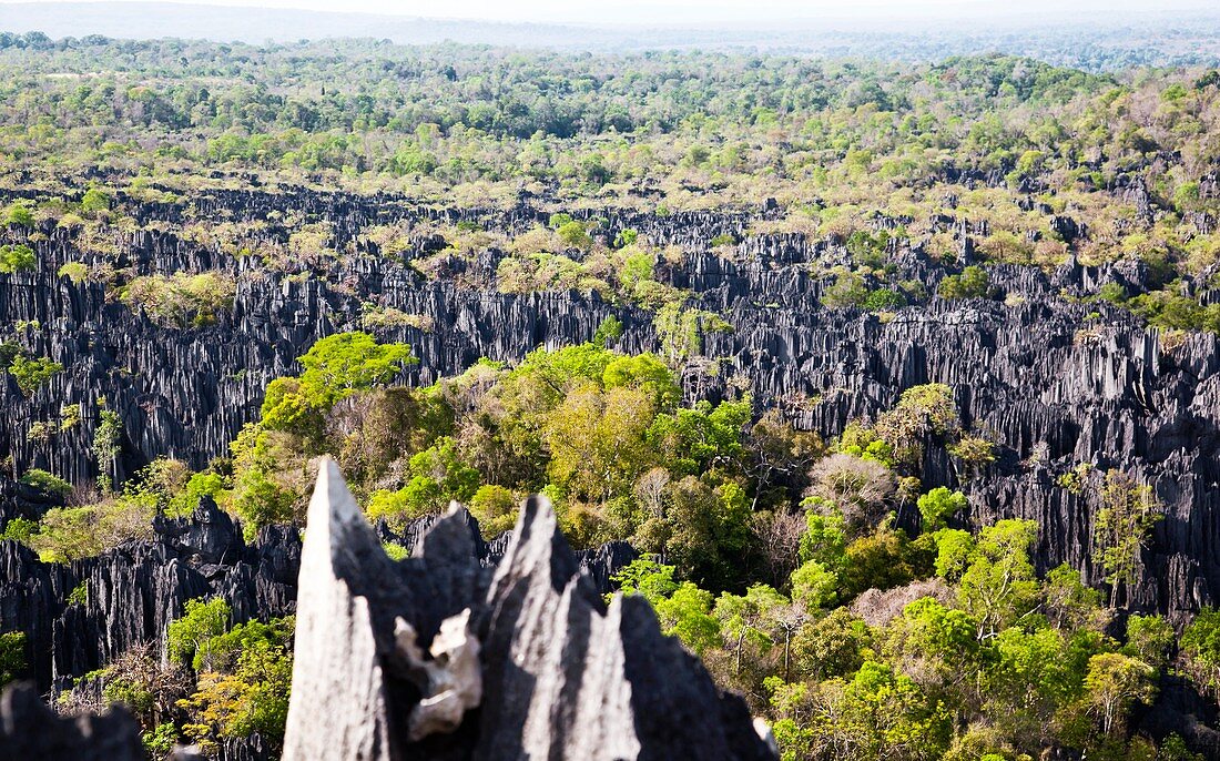 Tsingy de Bemaraha,Madagascar