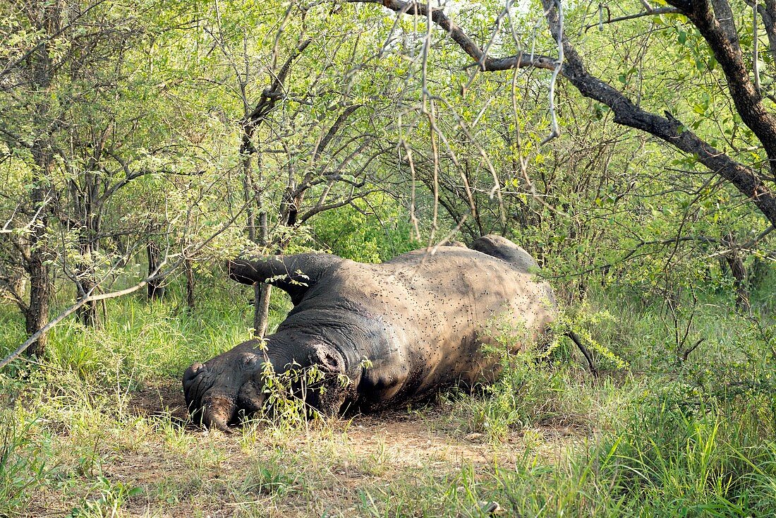 White rhinoceros killed by poachers