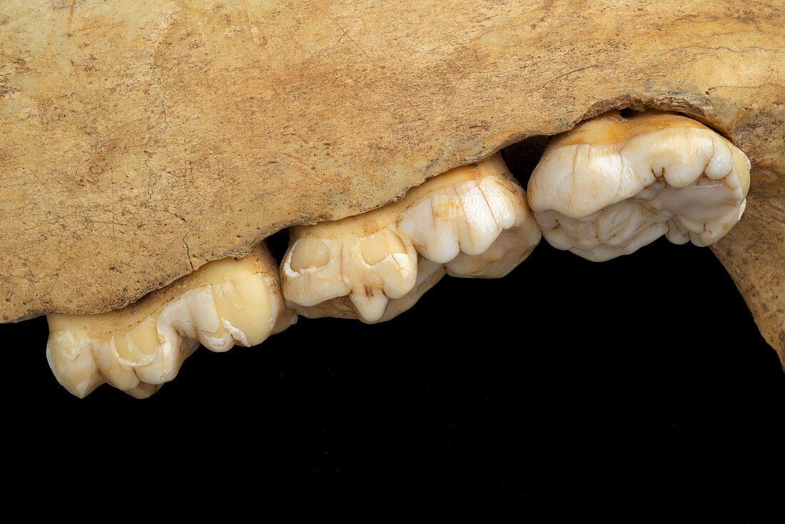 Cave Bear Molars