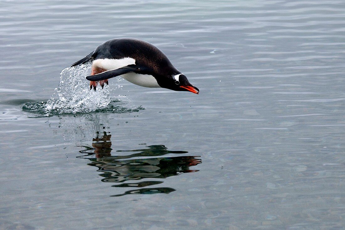 Gentoo penguin swimming