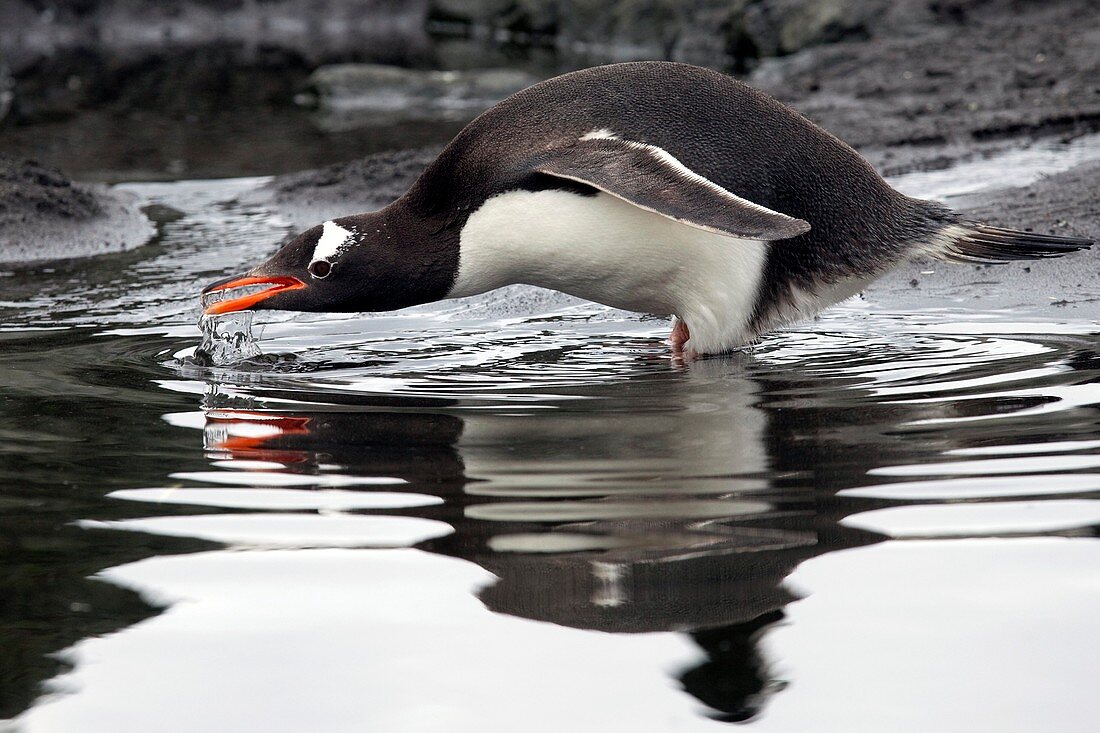 Gentoo penguin drinking