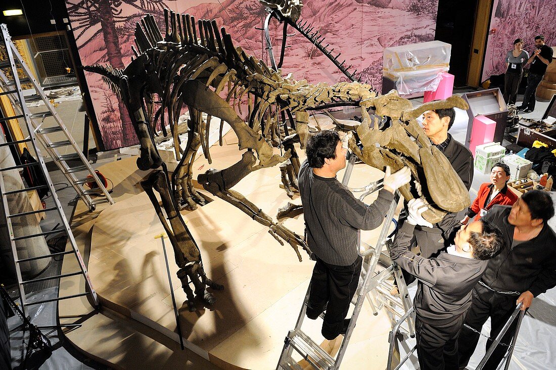 Museum dinosaur display preparation