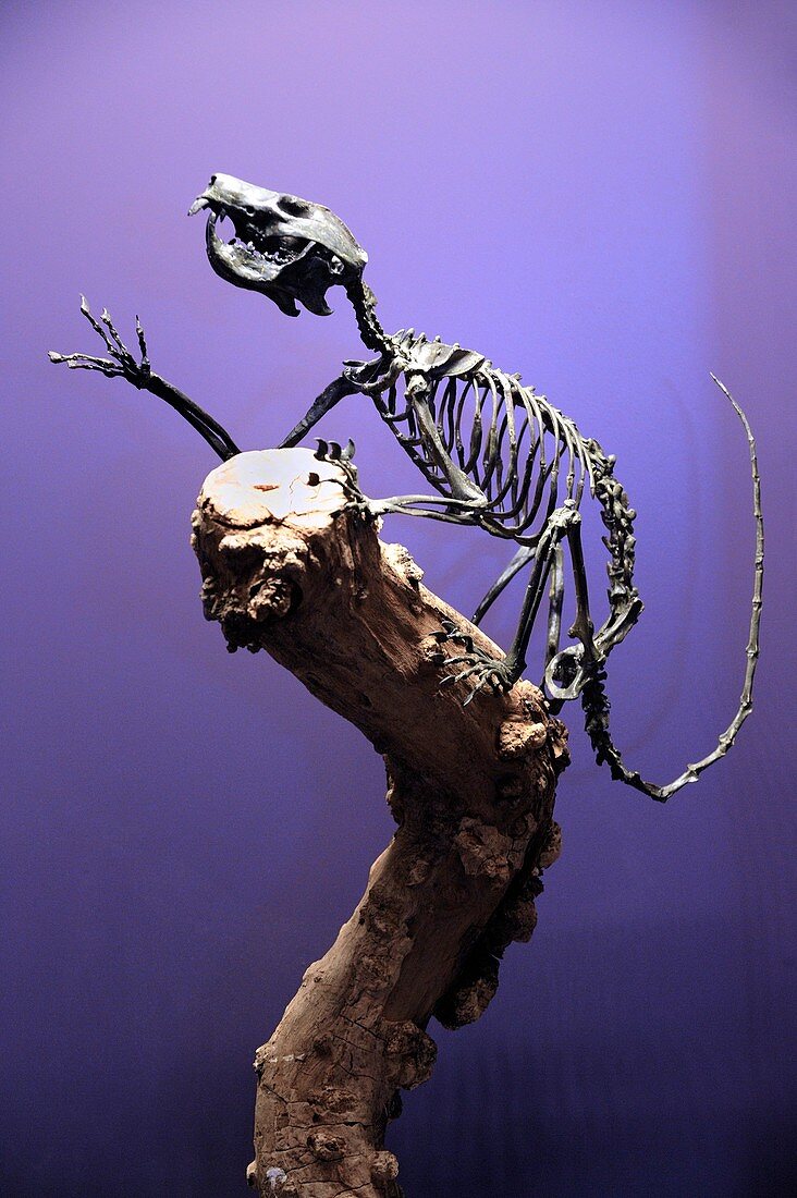 Prehistoric primate skeleton