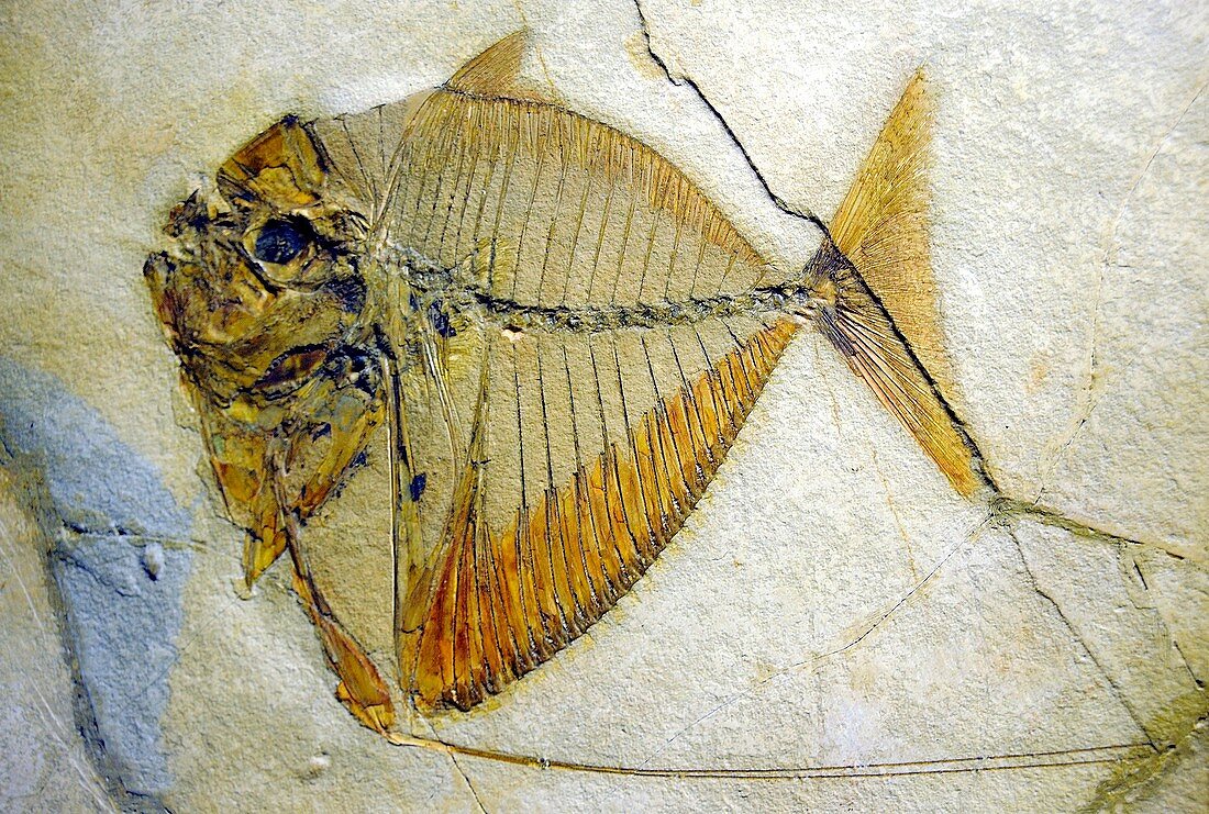 Prehistoric fish fossil