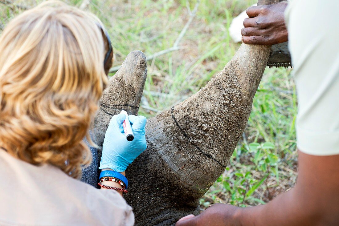 White rhinoceros horn removal
