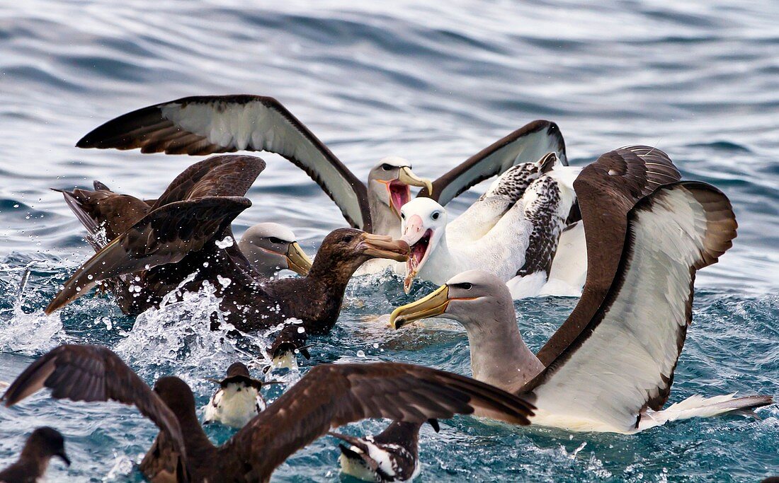 Seabirds feeding