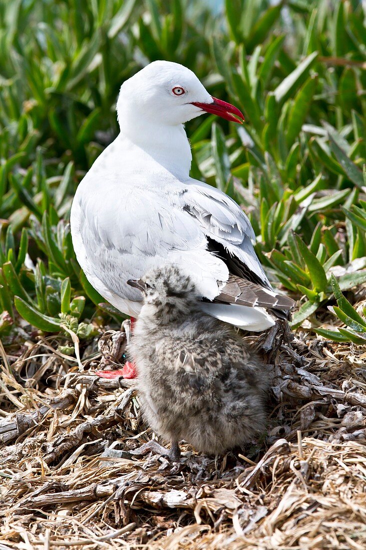 Red-billed gull with chick
