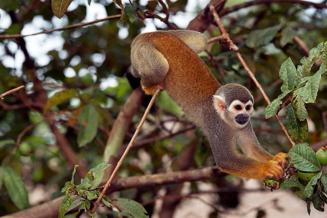 Squirrel monkey picking fruit in a tree