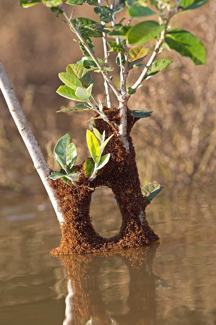 Fire ants on a flooded tree