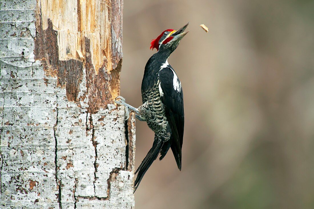 Lineated woodpecker nesting