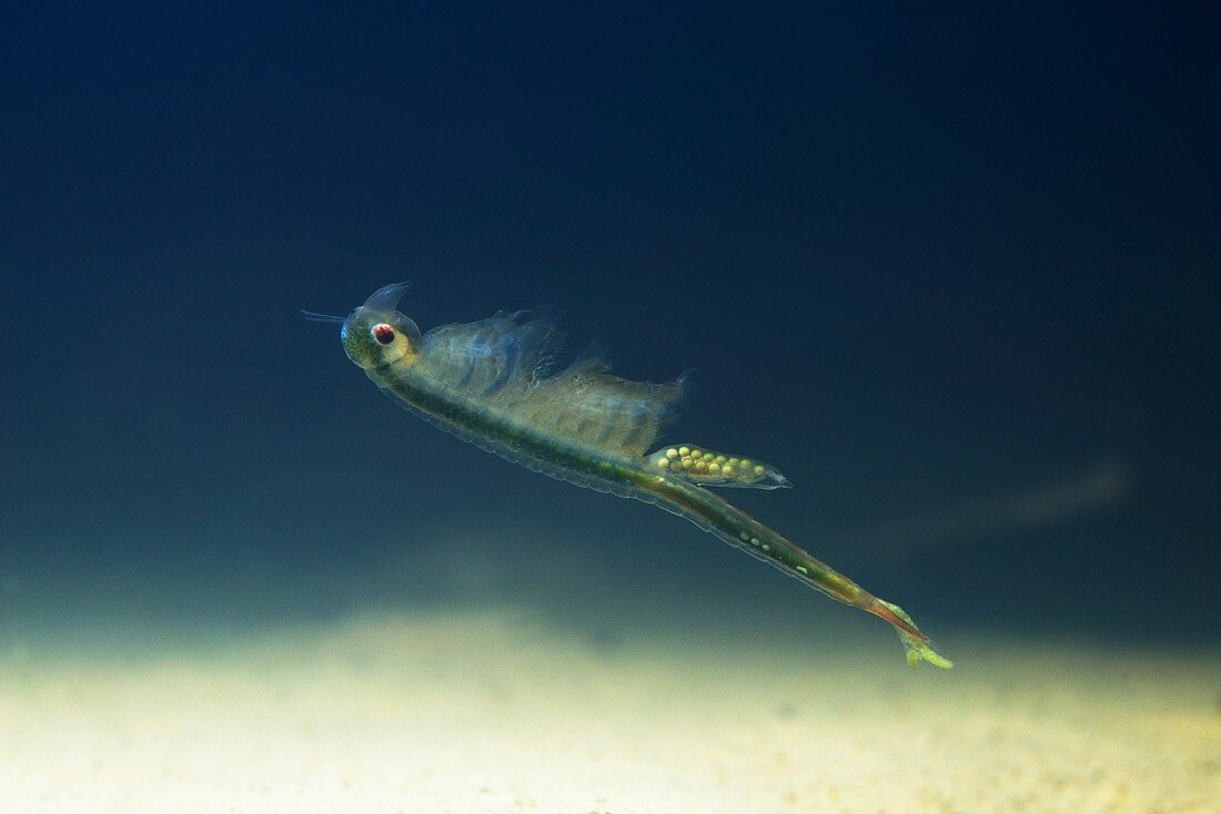 Fairy Shrimp female