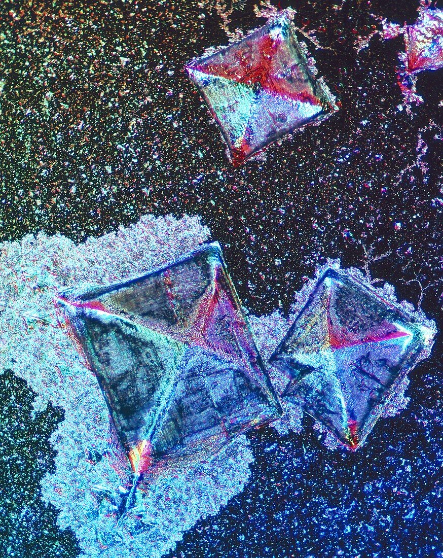 Salt crystal,light micrograph