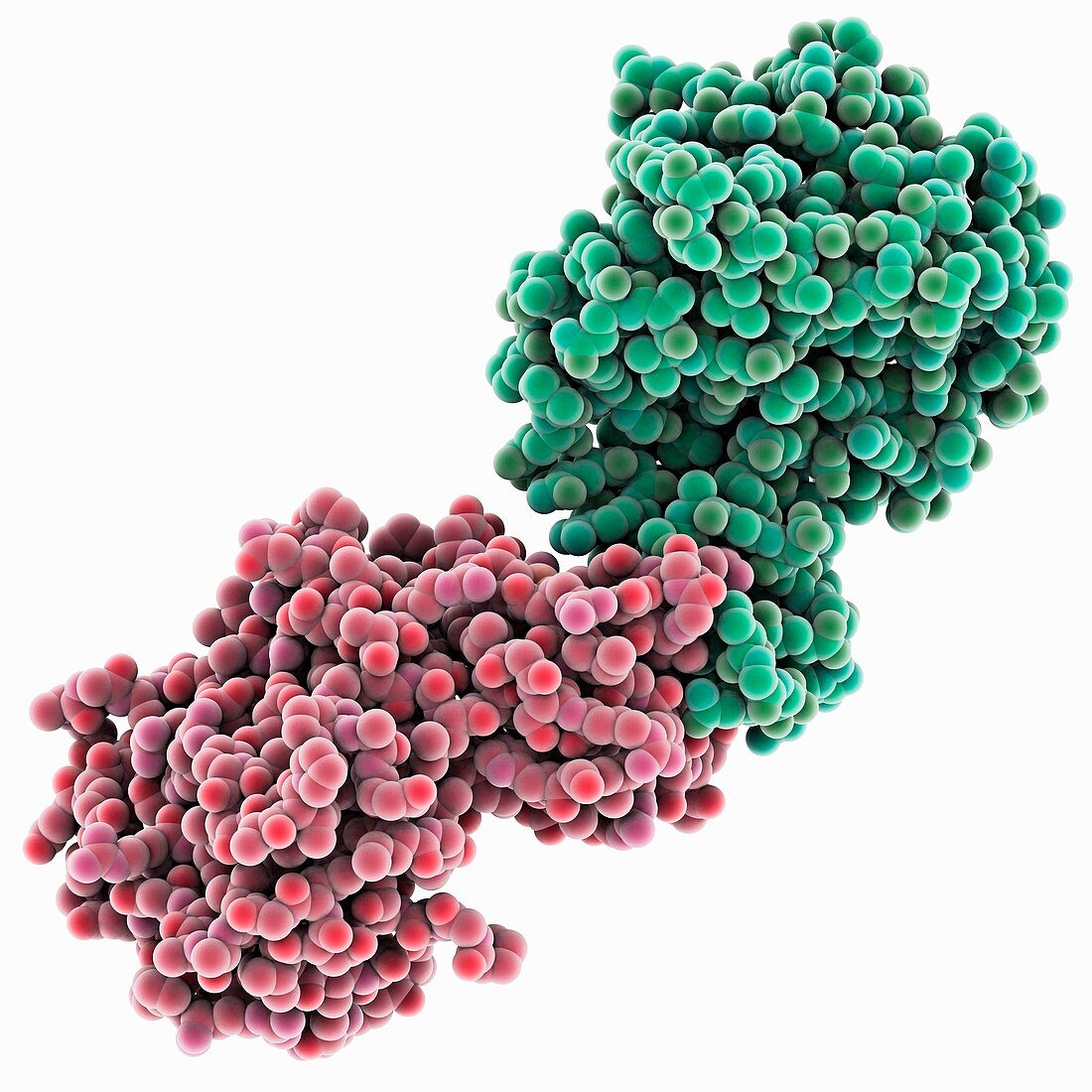 Biotin ligase enzyme,molecular model