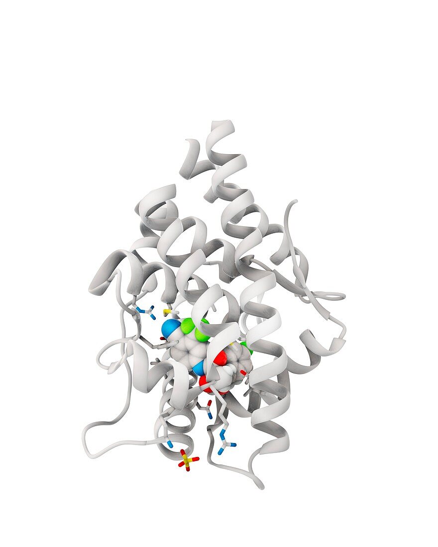 Bicalutamide drug binding to receptor