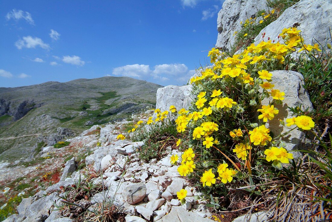 Helianthemum oleandicum