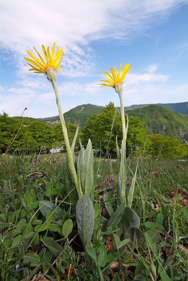 Senecio tenorei