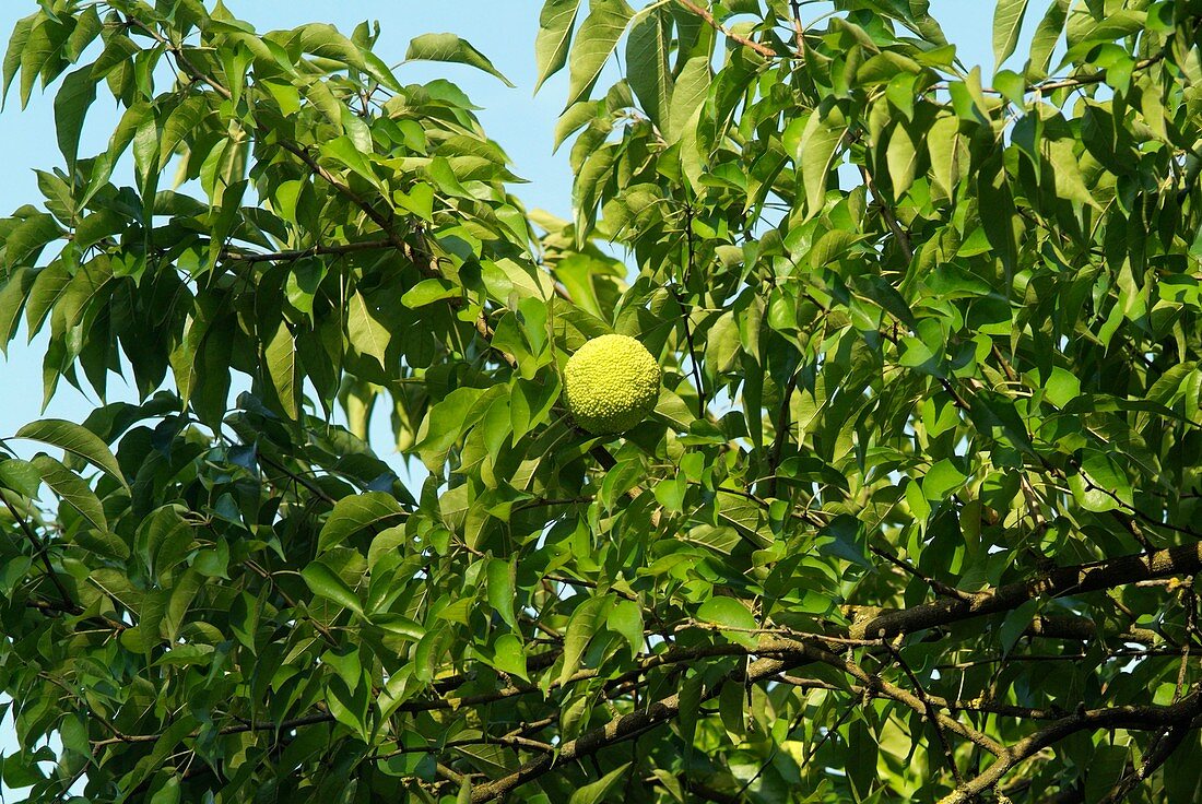 Maclura pomifera