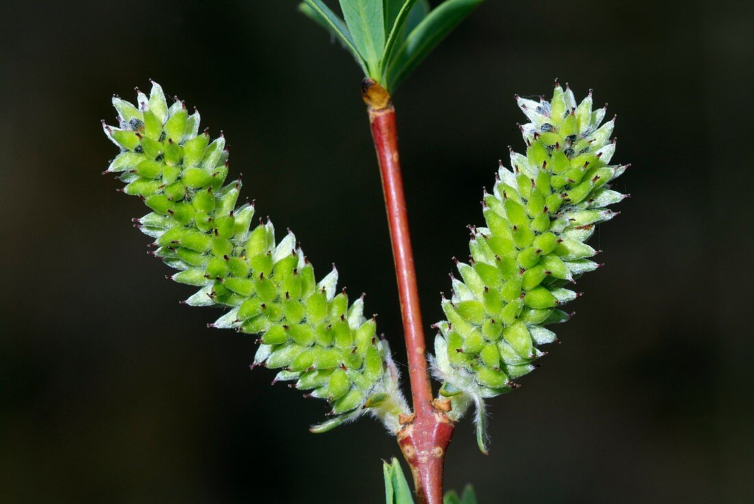 Salix apennina