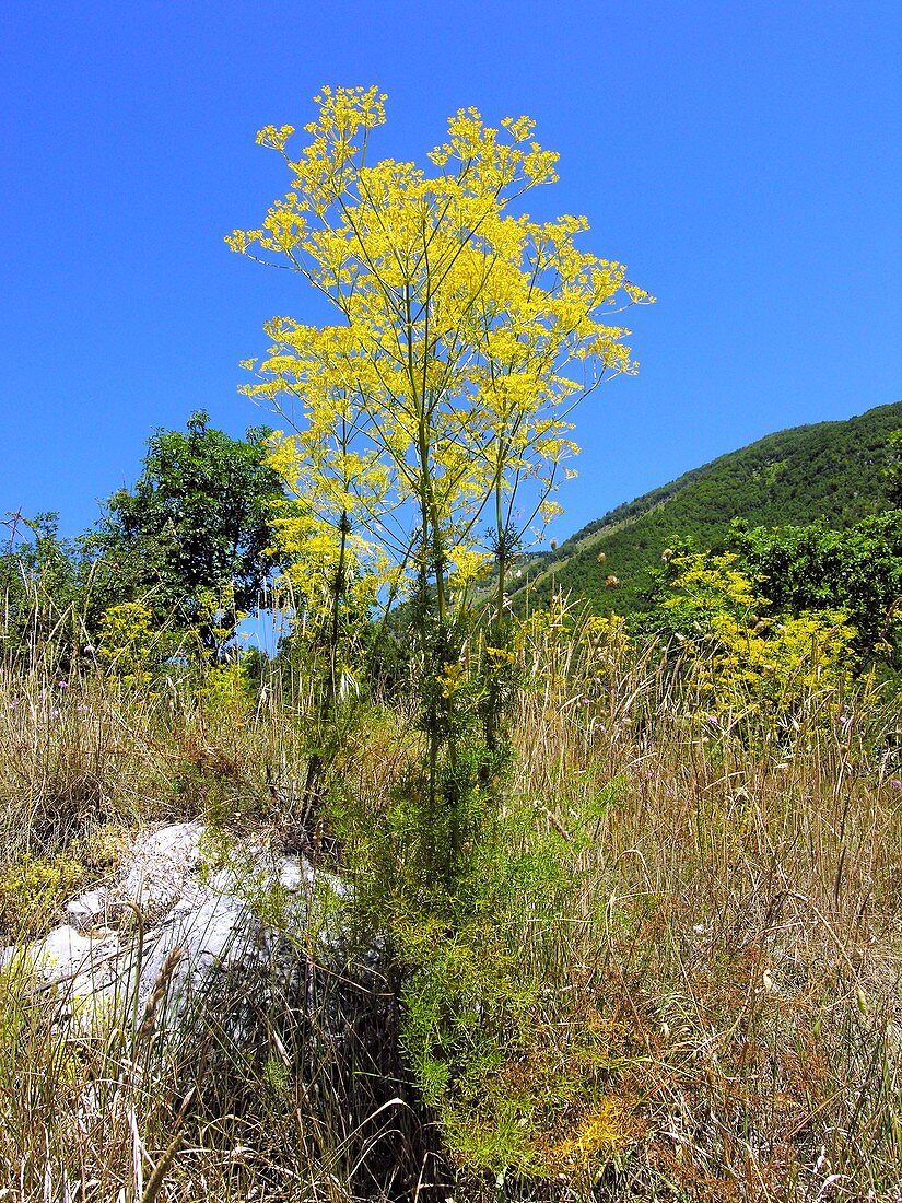 Ferulago campestris