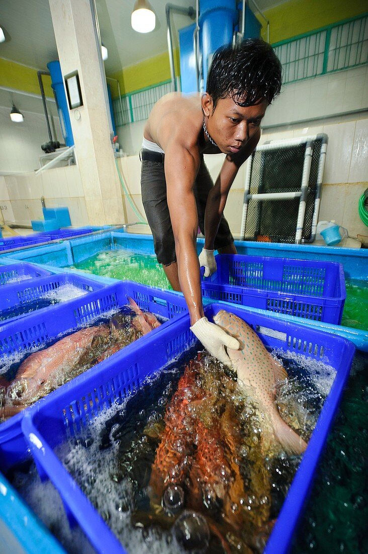 Fish processing plant,Indonesia