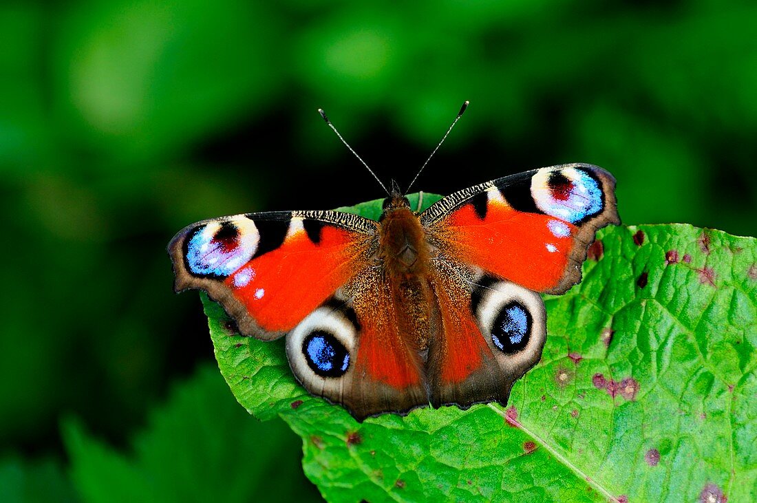 Peacock butterfly on a leaf