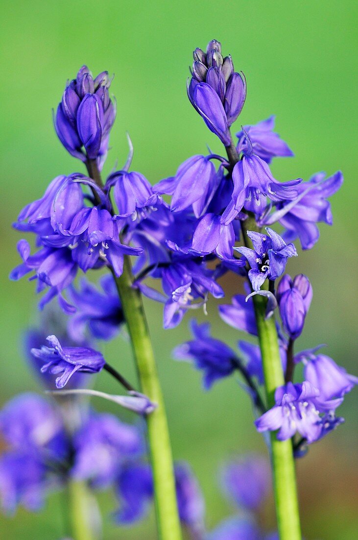 Bluebell (Hyacinthoides hispanica)
