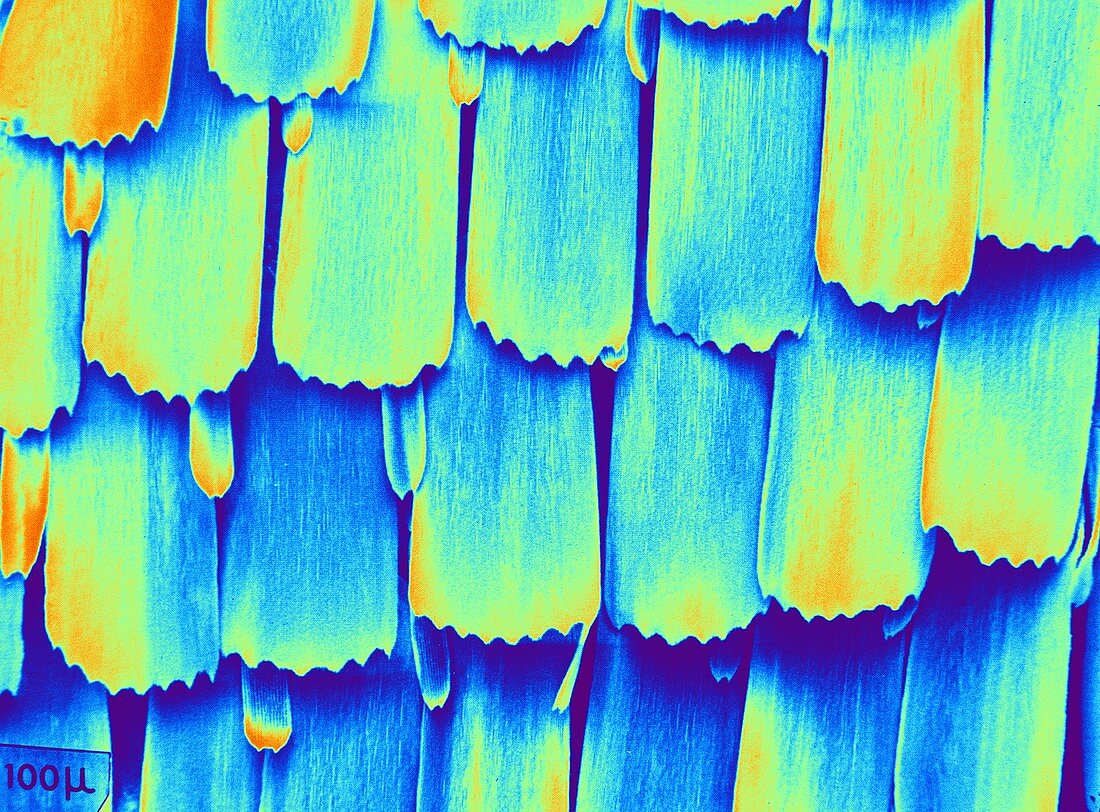 Scales on a butterfly wing,SEM